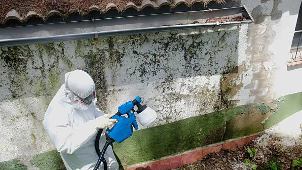Mold Removal service in Baldwin